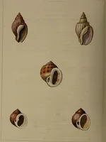 Picture 44 of 54 from Conchology, or the natural history of shells: containing a new arrangement of the genera and species. Illustrated by coloured engravings executed from the natural specimens, and including the latest discoveries / By George Perry. (1811), leaf 202