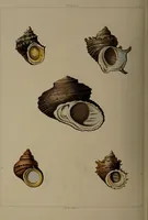 Picture 45 of 54 from Conchology, or the natural history of shells: containing a new arrangement of the genera and species. Illustrated by coloured engravings executed from the natural specimens, and including the latest discoveries / By George Perry. (1811), leaf 206