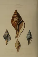 Picture 46 of 54 from Conchology, or the natural history of shells: containing a new arrangement of the genera and species. Illustrated by coloured engravings executed from the natural specimens, and including the latest discoveries / By George Perry. (1811), leaf 210