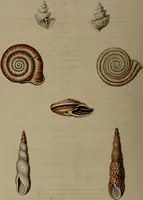 Picture 47 of 54 from Conchology, or the natural history of shells: containing a new arrangement of the genera and species. Illustrated by coloured engravings executed from the natural specimens, and including the latest discoveries / By George Perry. (1811), leaf 214