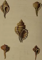 Picture 4 of 54 from Conchology, or the natural history of shells: containing a new arrangement of the genera and species. Illustrated by coloured engravings executed from the natural specimens, and including the latest discoveries / By George Perry. (1811), leaf 22