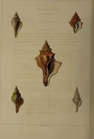 Picture 48 of 54 from Conchology, or the natural history of shells: containing a new arrangement of the genera and species. Illustrated by coloured engravings executed from the natural specimens, and including the latest discoveries / By George Perry. (1811), leaf 226