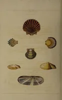 Picture 49 of 54 from Conchology, or the natural history of shells: containing a new arrangement of the genera and species. Illustrated by coloured engravings executed from the natural specimens, and including the latest discoveries / By George Perry. (1811), leaf 230