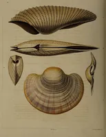 An illustration from Conchology, or the natural history of shells: containing a new arrangement of the genera and species. Illustrated by coloured engravings executed from the natural specimens, and including the latest discoveries / By George Perry. (1811)