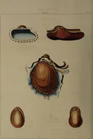 Picture 53 of 54 from Conchology, or the natural history of shells: containing a new arrangement of the genera and species. Illustrated by coloured engravings executed from the natural specimens, and including the latest discoveries / By George Perry. (1811), leaf 250