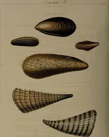 An illustration from Conchology, or the natural history of shells: containing a new arrangement of the genera and species. Illustrated by coloured engravings executed from the natural specimens, and including the latest discoveries / By George Perry. (1811)