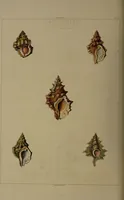 Picture 5 of 54 from Conchology, or the natural history of shells: containing a new arrangement of the genera and species. Illustrated by coloured engravings executed from the natural specimens, and including the latest discoveries / By George Perry. (1811), leaf 26
