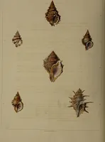 Picture 6 of 54 from Conchology, or the natural history of shells: containing a new arrangement of the genera and species. Illustrated by coloured engravings executed from the natural specimens, and including the latest discoveries / By George Perry. (1811), leaf 30