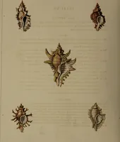 Picture 8 of 54 from Conchology, or the natural history of shells: containing a new arrangement of the genera and species. Illustrated by coloured engravings executed from the natural specimens, and including the latest discoveries / By George Perry. (1811), leaf 38
