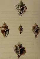 Picture 10 of 54 from Conchology, or the natural history of shells: containing a new arrangement of the genera and species. Illustrated by coloured engravings executed from the natural specimens, and including the latest discoveries / By George Perry. (1811), leaf 46