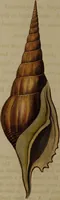 Picture 11 of 54 from Conchology, or the natural history of shells: containing a new arrangement of the genera and species. Illustrated by coloured engravings executed from the natural specimens, and including the latest discoveries / By George Perry. (1811), leaf 50