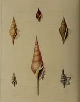 Picture 12 of 54 from Conchology, or the natural history of shells: containing a new arrangement of the genera and species. Illustrated by coloured engravings executed from the natural specimens, and including the latest discoveries / By George Perry. (1811), leaf 54