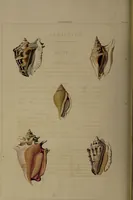 Picture 13 of 54 from Conchology, or the natural history of shells: containing a new arrangement of the genera and species. Illustrated by coloured engravings executed from the natural specimens, and including the latest discoveries / By George Perry. (1811), leaf 58