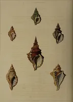Picture 15 of 54 from Conchology, or the natural history of shells: containing a new arrangement of the genera and species. Illustrated by coloured engravings executed from the natural specimens, and including the latest discoveries / By George Perry. (1811), leaf 66
