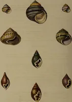 An illustration from Conchology, or the natural history of shells: containing a new arrangement of the genera and species. Illustrated by coloured engravings executed from the natural specimens, and including the latest discoveries / By George Perry. (1811)