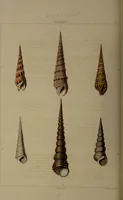 Picture 17 of 54 from Conchology, or the natural history of shells: containing a new arrangement of the genera and species. Illustrated by coloured engravings executed from the natural specimens, and including the latest discoveries / By George Perry. (1811), leaf 74