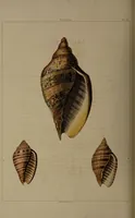 Picture 19 of 54 from Conchology, or the natural history of shells: containing a new arrangement of the genera and species. Illustrated by coloured engravings executed from the natural specimens, and including the latest discoveries / By George Perry. (1811), leaf 82