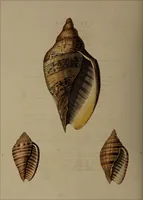 Picture 20 of 54 from Conchology, or the natural history of shells: containing a new arrangement of the genera and species. Illustrated by coloured engravings executed from the natural specimens, and including the latest discoveries / By George Perry. (1811), leaf 82