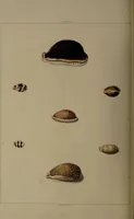 Picture 21 of 54 from Conchology, or the natural history of shells: containing a new arrangement of the genera and species. Illustrated by coloured engravings executed from the natural specimens, and including the latest discoveries / By George Perry. (1811), leaf 86