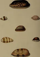 Picture 22 of 54 from Conchology, or the natural history of shells: containing a new arrangement of the genera and species. Illustrated by coloured engravings executed from the natural specimens, and including the latest discoveries / By George Perry. (1811), leaf 90