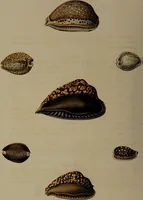An illustration from Conchology, or the natural history of shells: containing a new arrangement of the genera and species. Illustrated by coloured engravings executed from the natural specimens, and including the latest discoveries / By George Perry. (1811)