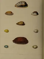 An illustration from Conchology, or the natural history of shells: containing a new arrangement of the genera and species. Illustrated by coloured engravings executed from the natural specimens, and including the latest discoveries / By George Perry. (1811)
