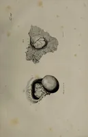 An illustration from Die Gebärmutter und das Ei des Menschen in den ersten Schwangerschaftsmonaten : nach der Natur dargestellt / von Burkhard Wilhelm Seiler. Mit zwölf Kupfertafeln. (1832)