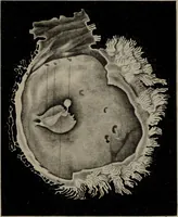 An illustration from Die Gebärmutter und das Ei des Menschen in den ersten Schwangerschaftsmonaten : nach der Natur dargestellt / von Burkhard Wilhelm Seiler. Mit zwölf Kupfertafeln. (1832)
