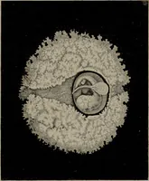Picture 2 of 5 from Die Gebärmutter und das Ei des Menschen in den ersten Schwangerschaftsmonaten : nach der Natur dargestellt / von Burkhard Wilhelm Seiler. Mit zwölf Kupfertafeln. (1832), leaf 65