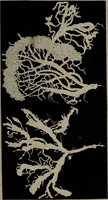 An illustration from Die Gebärmutter und das Ei des Menschen in den ersten Schwangerschaftsmonaten : nach der Natur dargestellt / von Burkhard Wilhelm Seiler. Mit zwölf Kupfertafeln. (1832)