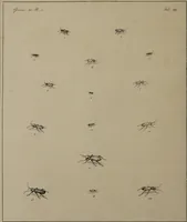 An illustration from The English entomologist exhibiting all the coleopterous insects found in England ... / drawn and painted after nature. Arranged and named according to the Linnean system by Thomas Martyn. (1792)