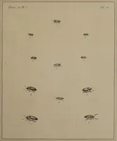 An illustration from The English entomologist exhibiting all the coleopterous insects found in England ... / drawn and painted after nature. Arranged and named according to the Linnean system by Thomas Martyn. (1792)