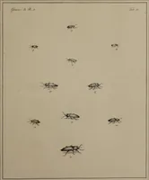 Picture 28 of 38 from The English entomologist exhibiting all the coleopterous insects found in England ... / drawn and painted after nature. Arranged and named according to the Linnean system by Thomas Martyn. (1792), leaf 105