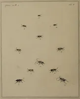 Picture 29 of 38 from The English entomologist exhibiting all the coleopterous insects found in England ... / drawn and painted after nature. Arranged and named according to the Linnean system by Thomas Martyn. (1792), leaf 108