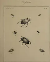 An illustration from The English entomologist exhibiting all the coleopterous insects found in England ... / drawn and painted after nature. Arranged and named according to the Linnean system by Thomas Martyn. (1792)
