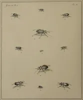 An illustration from The English entomologist exhibiting all the coleopterous insects found in England ... / drawn and painted after nature. Arranged and named according to the Linnean system by Thomas Martyn. (1792)