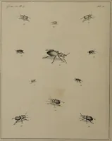 An illustration from The English entomologist exhibiting all the coleopterous insects found in England ... / drawn and painted after nature. Arranged and named according to the Linnean system by Thomas Martyn. (1792)