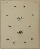 An illustration from The English entomologist exhibiting all the coleopterous insects found in England ... / drawn and painted after nature. Arranged and named according to the Linnean system by Thomas Martyn. (1792)