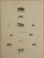 An illustration from The English entomologist exhibiting all the coleopterous insects found in England ... / drawn and painted after nature. Arranged and named according to the Linnean system by Thomas Martyn. (1792)