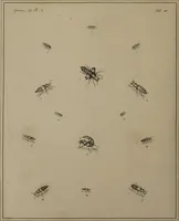 An illustration from The English entomologist exhibiting all the coleopterous insects found in England ... / drawn and painted after nature. Arranged and named according to the Linnean system by Thomas Martyn. (1792)