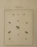 An illustration from The English entomologist exhibiting all the coleopterous insects found in England ... / drawn and painted after nature. Arranged and named according to the Linnean system by Thomas Martyn. (1792)
