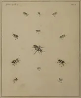 Picture 37 of 38 from The English entomologist exhibiting all the coleopterous insects found in England ... / drawn and painted after nature. Arranged and named according to the Linnean system by Thomas Martyn. (1792), leaf 132