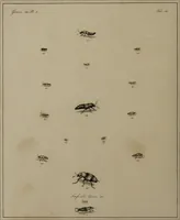 Picture 38 of 38 from The English entomologist exhibiting all the coleopterous insects found in England ... / drawn and painted after nature. Arranged and named according to the Linnean system by Thomas Martyn. (1792), leaf 134