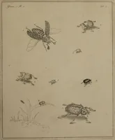 An illustration from The English entomologist exhibiting all the coleopterous insects found in England ... / drawn and painted after nature. Arranged and named according to the Linnean system by Thomas Martyn. (1792)
