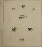 An illustration from The English entomologist exhibiting all the coleopterous insects found in England ... / drawn and painted after nature. Arranged and named according to the Linnean system by Thomas Martyn. (1792)