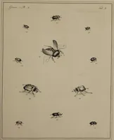 An illustration from The English entomologist exhibiting all the coleopterous insects found in England ... / drawn and painted after nature. Arranged and named according to the Linnean system by Thomas Martyn. (1792)