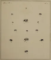 An illustration from The English entomologist exhibiting all the coleopterous insects found in England ... / drawn and painted after nature. Arranged and named according to the Linnean system by Thomas Martyn. (1792)