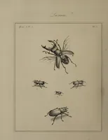 An illustration from The English entomologist exhibiting all the coleopterous insects found in England ... / drawn and painted after nature. Arranged and named according to the Linnean system by Thomas Martyn. (1792)