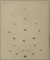 Picture 8 of 38 from The English entomologist exhibiting all the coleopterous insects found in England ... / drawn and painted after nature. Arranged and named according to the Linnean system by Thomas Martyn. (1792), leaf 48