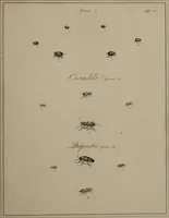 Picture 9 of 38 from The English entomologist exhibiting all the coleopterous insects found in England ... / drawn and painted after nature. Arranged and named according to the Linnean system by Thomas Martyn. (1792), leaf 53